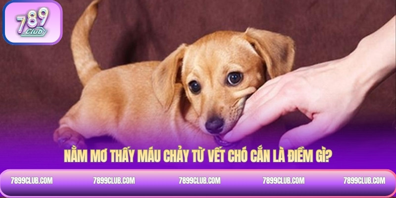 Nằm mơ thấy máu chảy từ vết chó cắn là điềm gì?