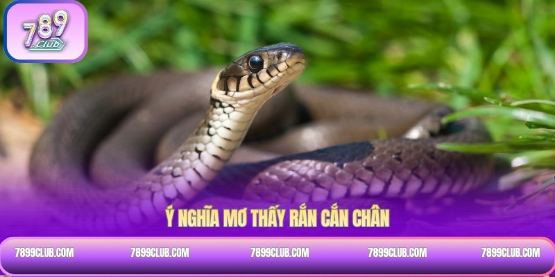 Ý nghĩa mơ thấy rắn cắn chân