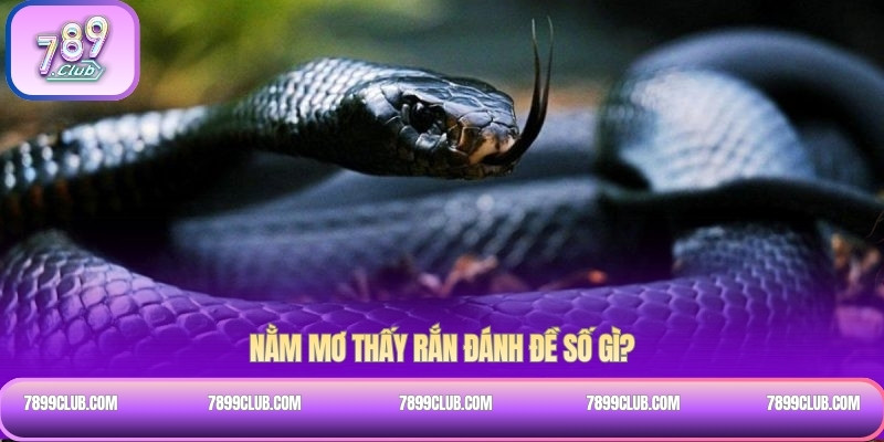 Nằm mơ thấy rắn đánh đề số gì?